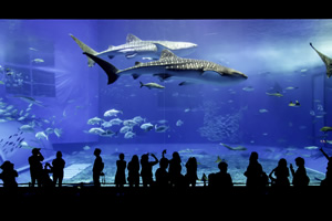 沖縄美ら海水族館